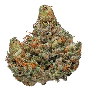 Master Kush