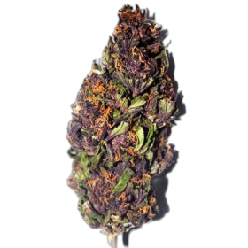 Purple Haze