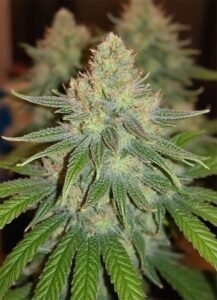 Where can i buy godfather og strain