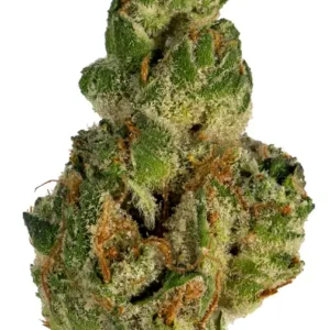 GMO Strain