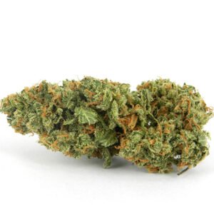 XJ-13 Strain