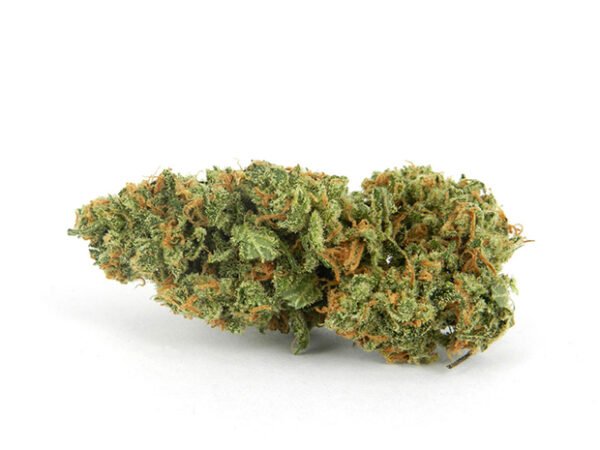 XJ-13 Strain