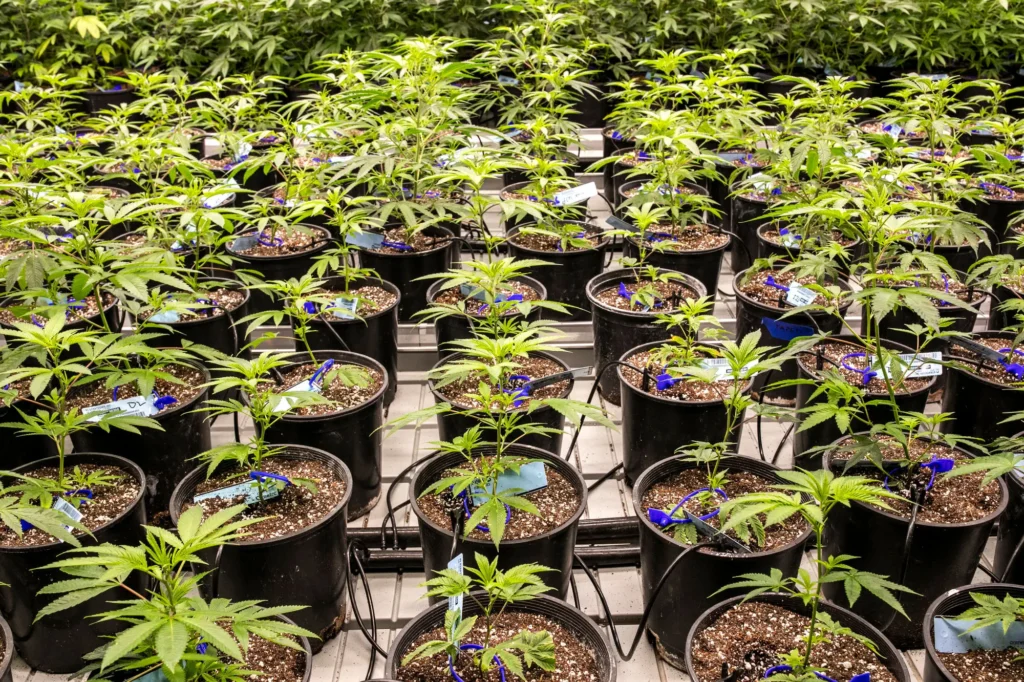 Looking for a dispensary near me that delivery? Skip the line and get premium flower, edibles, and vapes brought to your door. Explore the best weed delivery near me services with same-day options and medical-grade quality.